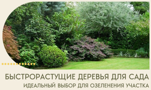 Быстрорастущие деревья для сада идеальный выбор в Нижнем Тагиле