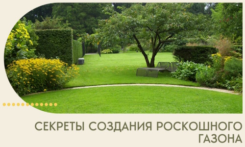 Секреты создания роскошного газона в Нижнем Тагиле